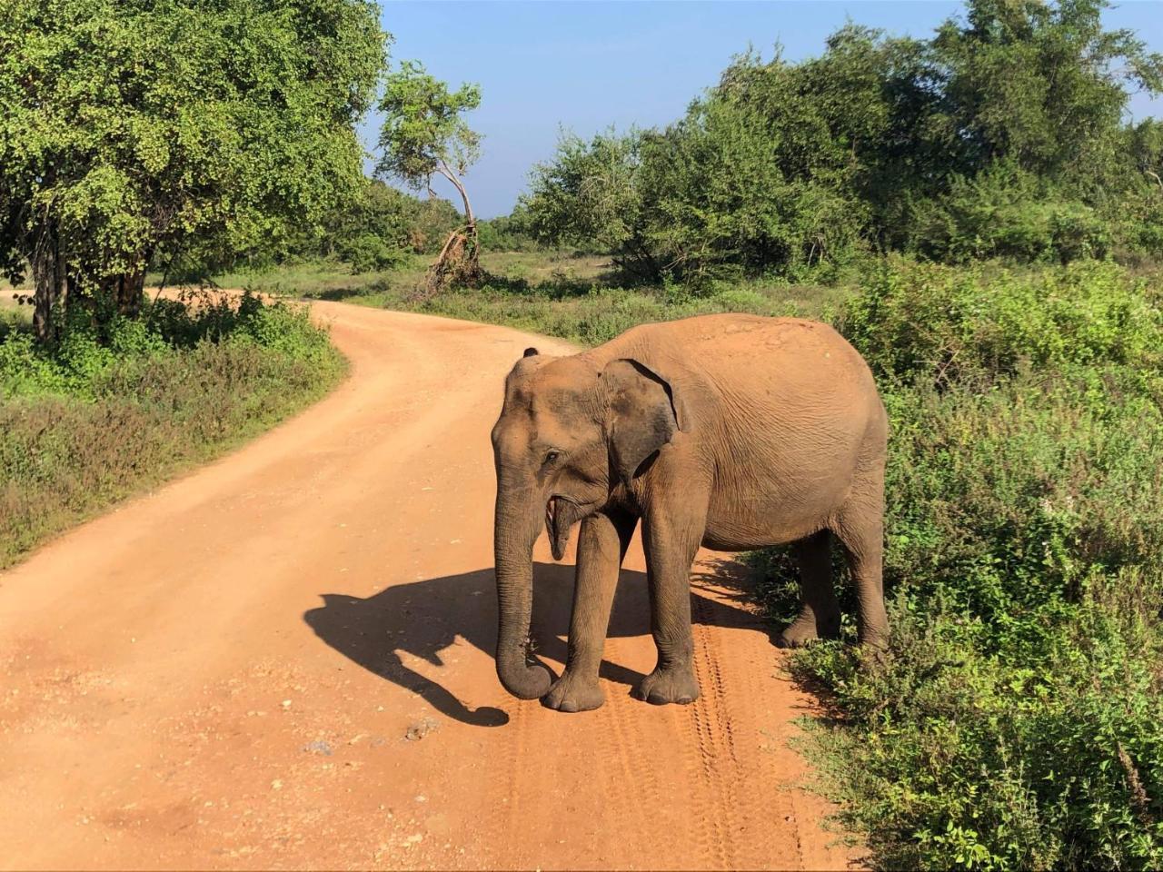 Canal Side Safari Resort ウダワラウェ エクステリア 写真