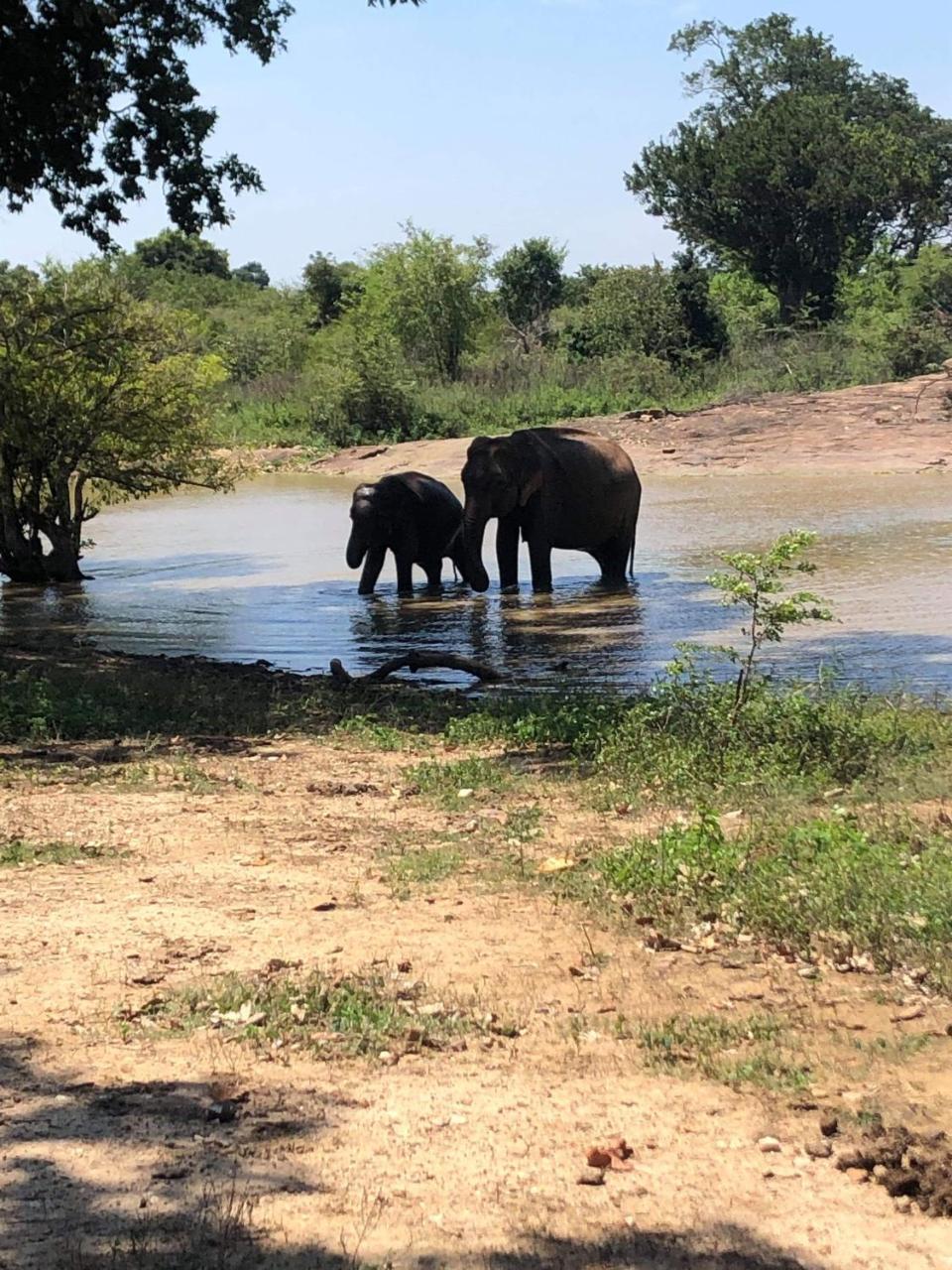 Canal Side Safari Resort ウダワラウェ エクステリア 写真